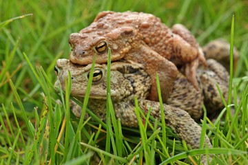 Erdkrötenpaar (Bufo bufo) auf Wanderschaft 

