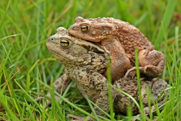 Erdkrötenpaar (Bufo bufo) auf Wanderschaft 

