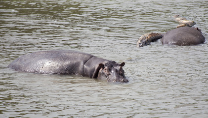 Hippopotamus in the Nile river at the Murchison Falls National Park in Uganda, Africa 