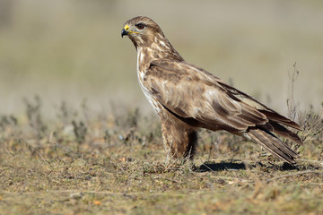 Naklejka premium Buzzard (Buteo buteo) perched on the floor