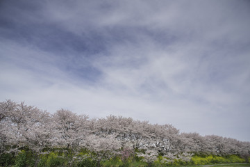 桜並木と菜の花