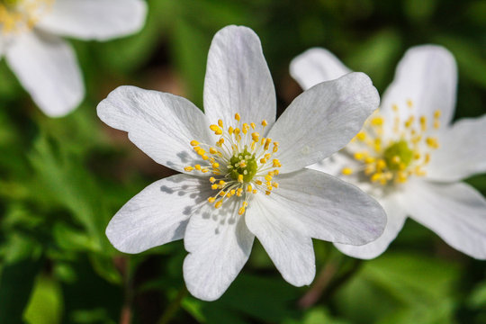 Buschwindr&ouml;schen