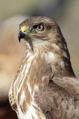 Buzzard (Buteo buteo) portrait