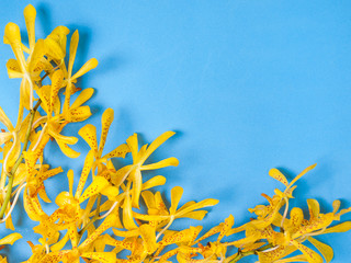 Yellow Mokara Orchids in a Blue background..