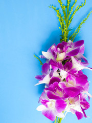 Thailand orchid, Purple color isolated on blue  background..