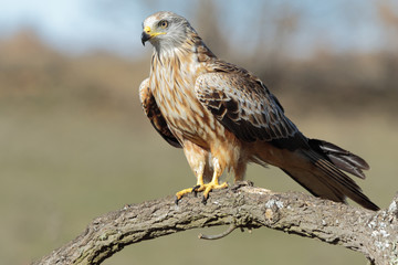 Kite, (Milvus milvus) perched on a branch