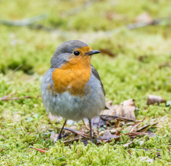 Robin