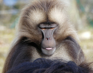 gelada monkey portrait