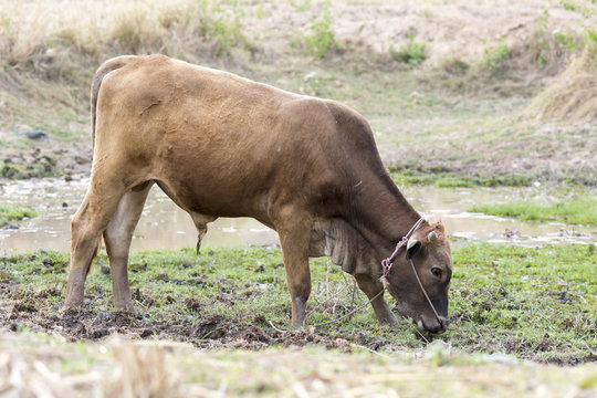 dark brown bull stand on mud swamp