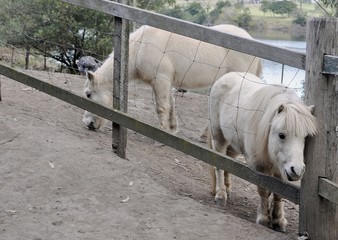 two white ponies behind a wooden fence