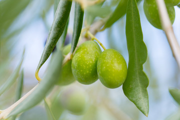 olive tree