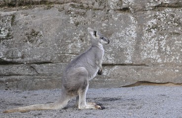 gray Kangaroo sitting on a gravel surface 