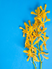 Fototapeta na wymiar Yellow Mokara Orchids in a Blue background..