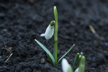 Подснежники 