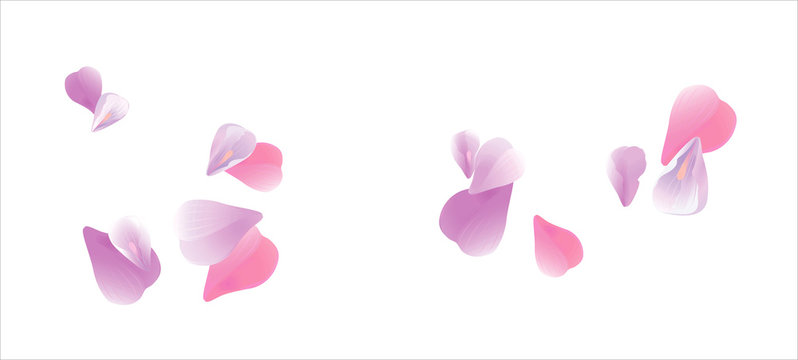 Pink flying petals isolated on white. Sakura petals. Vector