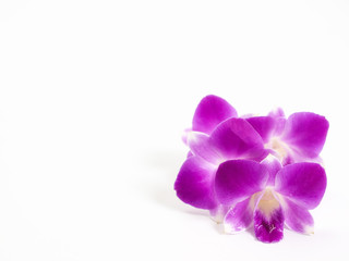 Thailand orchid, Purple color isolated on white  background.