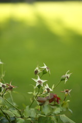 park flower the sunset