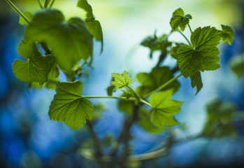 Листья смородины 