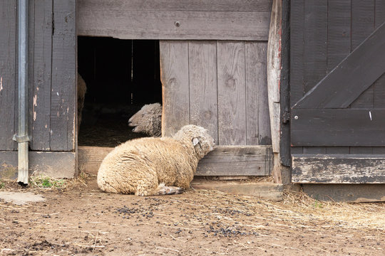 Big Fluffy White Sheep Laying on Farm