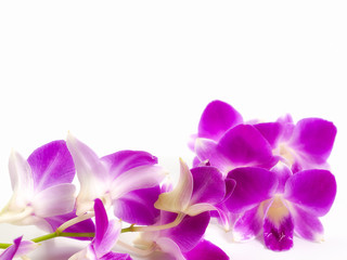 Fototapeta na wymiar Thailand orchid, Purple color isolated on white background.