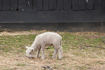 Fototapeta premium Sheep on a Farm