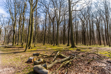 gespensterwald