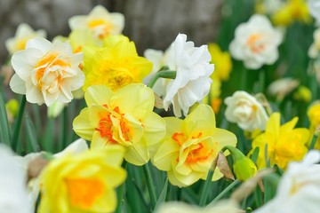 Naklejka na ściany i meble yellow and white daffodils