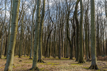 wald bei Nienhagen