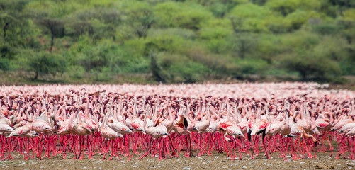 Hundreds of thousands of flamingos on the lake. Kenya. Africa. Nakuru National Park. Lake Bogoria National Reserve. An excellent illustration.