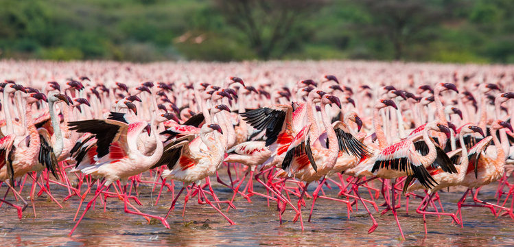 Hundreds of thousands of flamingos on the lake. Kenya. Africa. Nakuru National Park. Lake Bogoria National Reserve. An excellent illustration.