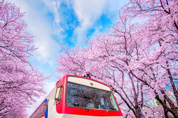 Fototapeta premium Cherry blossom in spring. Jinhae Gunhangje Festival is the large