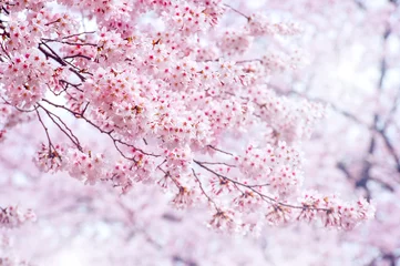 Fond de hotte en verre imprimé Fleur de cerisier Cherry Blossom au printemps avec Soft focus, saison Sakura en Corée