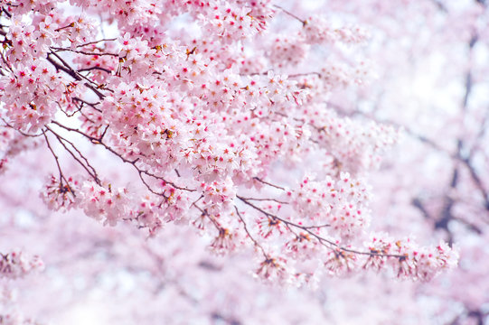Cherry Blossom in spring with Soft focus, Sakura season in korea