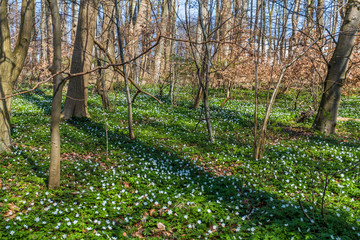 wald bei Nienhagen