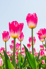 Naklejka premium Colorful tulips, tulips in spring.