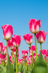 Obraz premium Colorful tulips, tulips in spring.