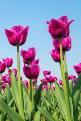 Naklejka premium Colorful tulips, tulips in spring.