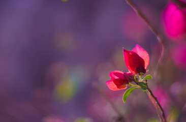 Obraz premium Bougainvillea glabra flower with leaves background blurry