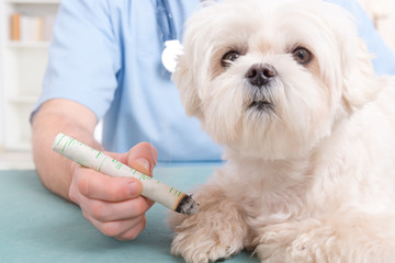 Vet doing moxa treatment