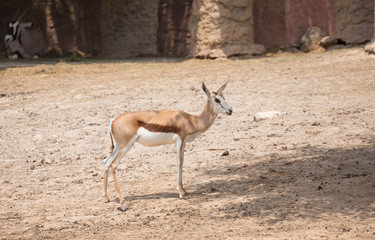 barking deer