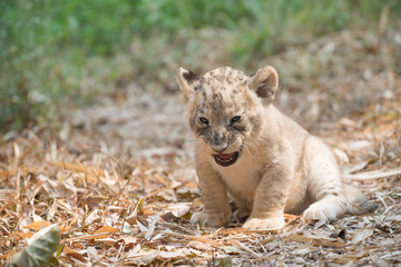 cub of lion