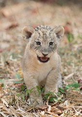 cub of lion