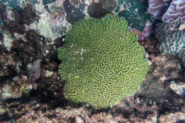 brain coral reef underwater