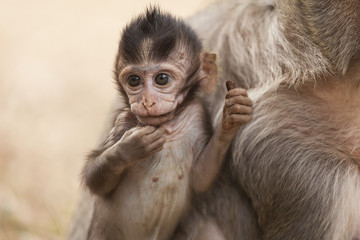 cucciolo di scimmia asiatica