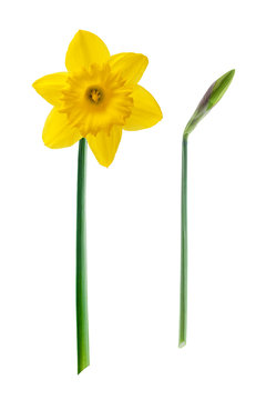 Yellow flower - Daffodil, on white background.