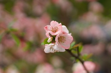 Obraz premium 京都嵐山・天龍寺の木瓜の花 (Quince flowers in Tenryuji Temple, Arashiyama, Kyoto)