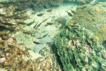 group of coral fish in the sea