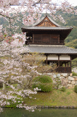 錦雲閣と桜