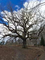 Old oak