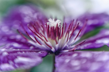 Obraz premium Closeup of Clematis Flower with shallow DOF